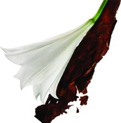 Yves Saint Laurent Mon Paris 30 Ml - Eau De Parfum - Damesparfum -Parfumwinkel 1181x1200 4