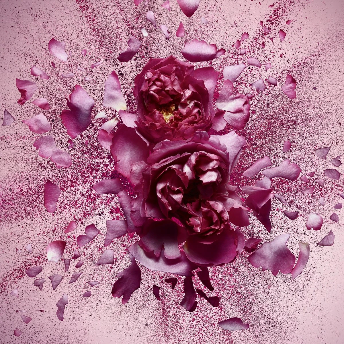 Viktor & Rolf Flowerbomb Nectar 50 Ml - Eau De Parfum - Damesparfum 7 Viktor & Rolf Flowerbomb Nectar 50 Ml - Eau De Parfum - Damesparfum - Afbeelding 7