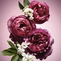 Viktor & Rolf Flowerbomb Nectar 50 Ml - Eau De Parfum - Damesparfum 25 Viktor & Rolf Flowerbomb Nectar 50 Ml - Eau De Parfum - Damesparfum -Parfumwinkel 1200x1200 51