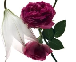 Yves Saint Laurent - Eau De Parfum - Mon Paris Intensement - 30 Ml -Parfumwinkel 1200x971