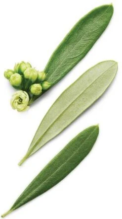 Giorgio Armani Armani Code 30 Ml - Eau De Toilette - Herenparfum 13 Giorgio Armani Armani Code 30 Ml - Eau De Toilette - Herenparfum -Parfumwinkel 672x1200 1