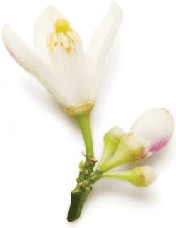 Giorgio Armani Code 75 Ml - Eau De Parfum - Damesparfum -Parfumwinkel 927x1200 3