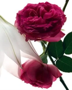 Yves Saint Laurent - Eau De Parfum - Mon Paris Intensement - 30 Ml -Parfumwinkel 961x1200 1