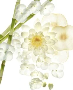 Bvlgari Omnia Crystaline 40 Ml - Eau De Toilette - For Women -Parfumwinkel 978x1200